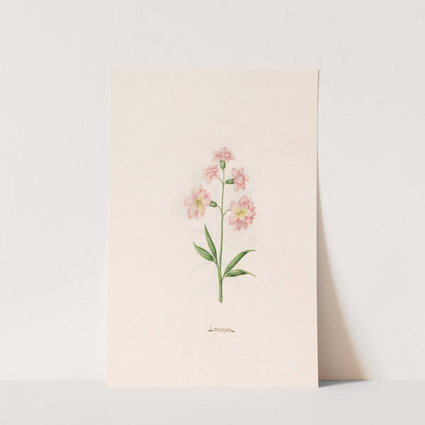 Leucojum (1692) by Magdelena Rosina Funck