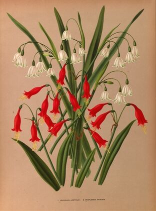 Leucojum Aestivum. 2 . Pentlandia Miniata. (1872-1881)