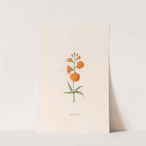 Leucojum (1692) by Magdelena Rosina Funck