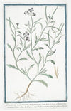 Leucojum maritimum tridentatum – Cheirantustricuspidatus – Viola marina – Giroflier, ou Violier (Spring snowflake)