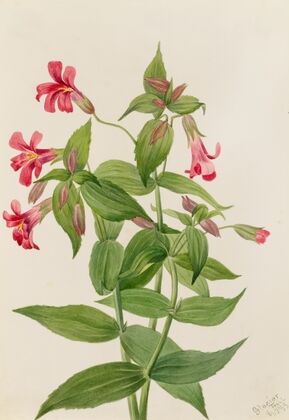 Lewis Monkey Flower (Mimulus lewisii) (1899)