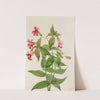 Lewis Monkey Flower (Mimulus lewisii) (1899) by Mary Vaux Walcott