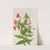 Lewis Monkey Flower (Mimulus lewisii) (1899) by Mary Vaux Walcott