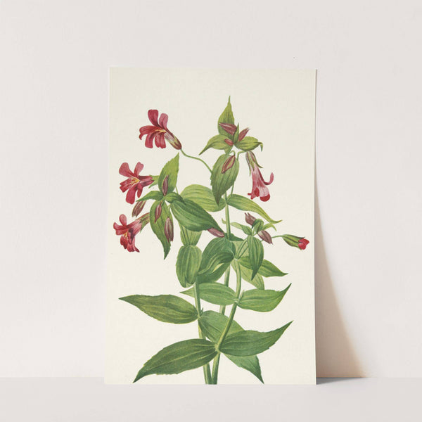 Lewis Monkeyflower. Mimulus lewisii (1925) by Mary Vaux Walcott