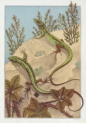 Lézard