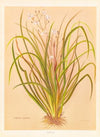 Libertia Exioides