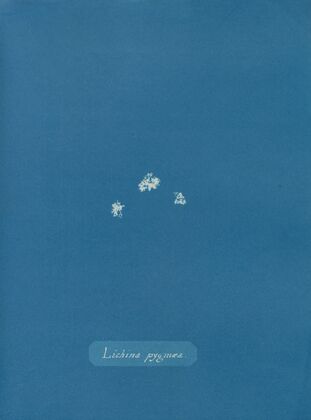 Lichina pygmæa