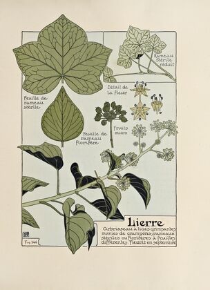 Lierre
