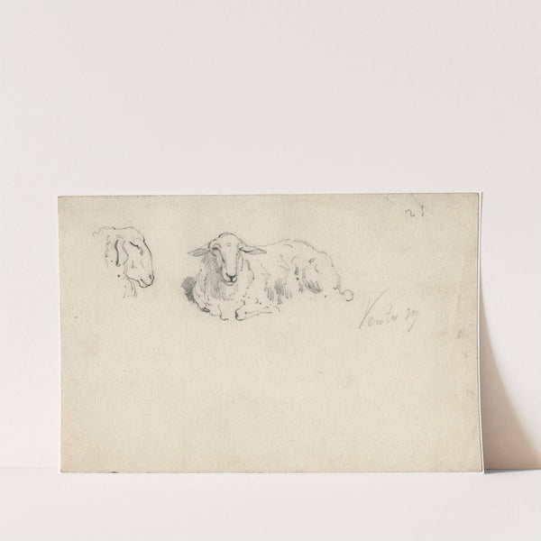 Liggend schaap, schapekop (1879) by Floris Verster