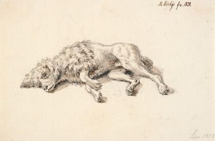 Liggende puddelhund