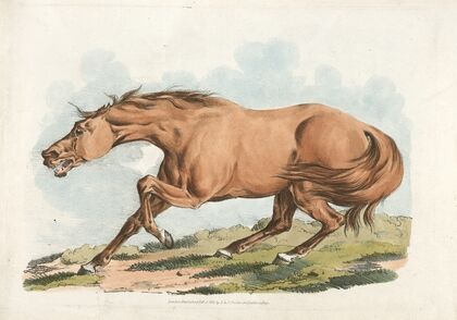 Light-brown horse