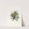 Ligurinus chloris (Greenfinch) by John Gould