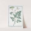 Ligusticum Alpinum folio acutae - Ligustico montano - Lle Séséli de montagne. (Mountain lovage) by Giorgio Bonelli
