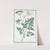 Ligusticum Alpinum folio acutae - Ligustico montano - Lle Séséli de montagne. (Mountain lovage) by Giorgio Bonelli