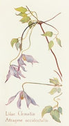 Lilac Clematis
