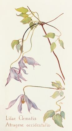 Lilac Clematis