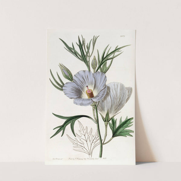 Lilac Hibiscus (1815-1819) by Sydenham Edwards
