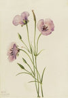 Lilac Mariposa (Calochortus splendens) (1926)