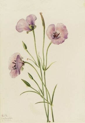 Lilac Mariposa (Calochortus splendens) (1926)