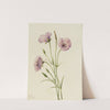 Lilac Mariposa (Calochortus splendens) (1926) by Mary Vaux Walcott
