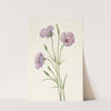 Lilac Mariposa. Calochortus splendens (1925) by Mary Vaux Walcott