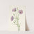 Lilac Mariposa. Calochortus splendens (1925) by Mary Vaux Walcott