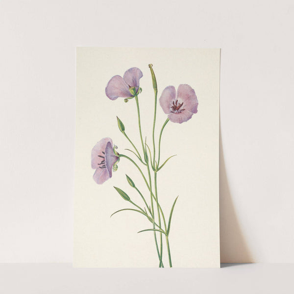 Lilac Mariposa. Calochortus splendens (1925) by Mary Vaux Walcott