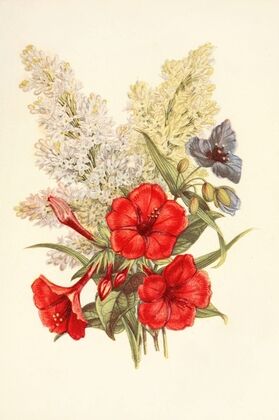 Lilac, Marvel of Peru, Spiderwort