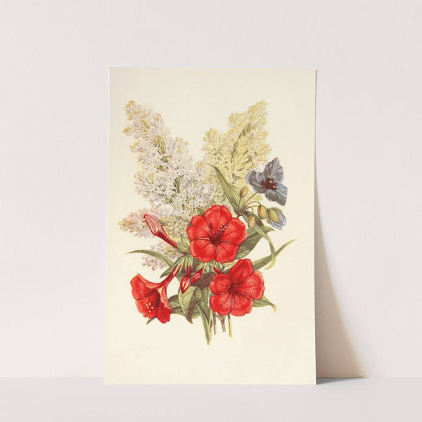 Lilac, Marvel of Peru, Spiderwort by Robert Tyas