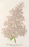 Lilas Ambroise Verschaffett