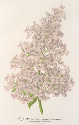 Lilas Ambroise Verschaffett