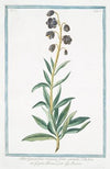 Lilio Hyacinthus vulgaris, flore caeruleo – giglio Persico – Lys Iacinte