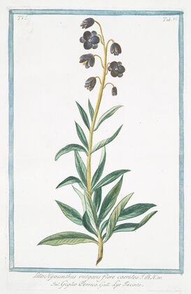 Lilio Hyacinthus vulgaris, flore caeruleo – giglio Persico – Lys Iacinte