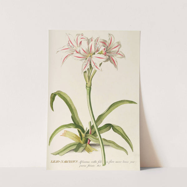 Lilio-Narcissus by Georg Dionysius Ehret