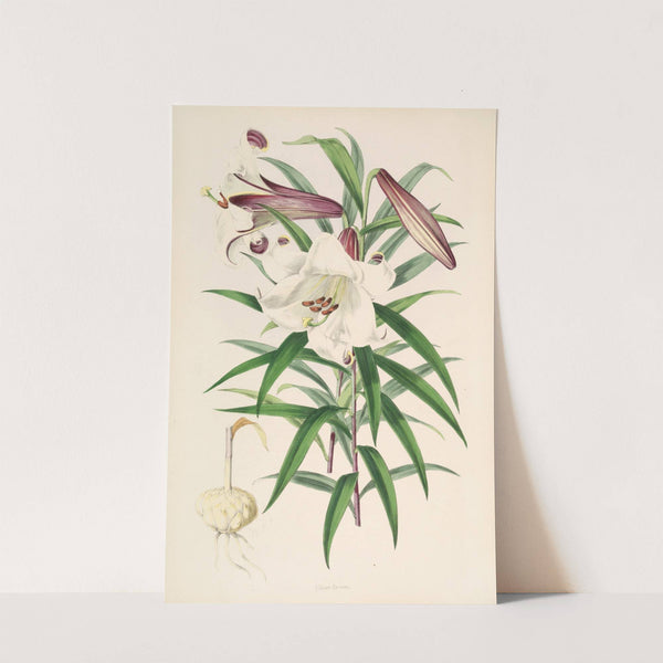 Lilium Browni (1877-1880) by Walter Hood Fitch