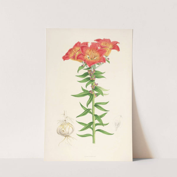 Lilium bulbiferum by Walter Hood Fitch