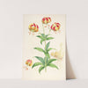 Lilium Californicum by Walter Hood Fitch