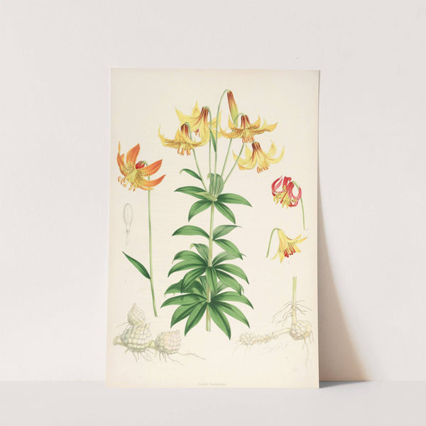 Lilium Canadense by Walter Hood Fitch