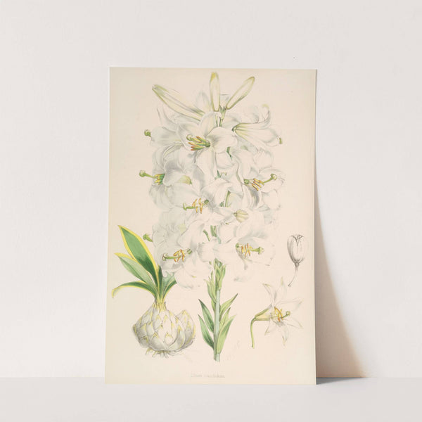 Lilium candidum by Walter Hood Fitch