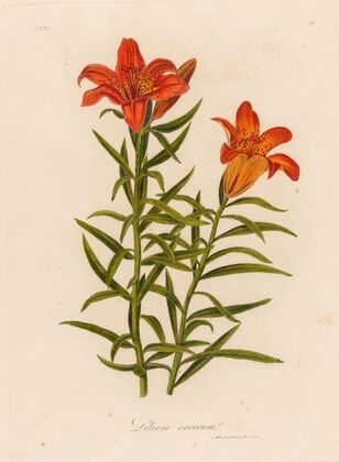 Lilium croceum (1818-1824)