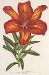 Lilium formosum