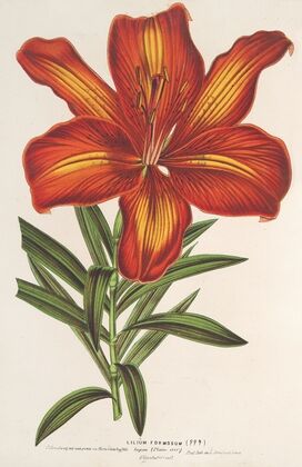 Lilium formosum