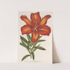 Lilium formosum by Charles Antoine Lemaire