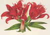 Lilium fulgens Ch. Morr. var. staminosum