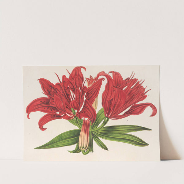 Lilium fulgens Ch. Morr. var. staminosum by Charles Antoine Lemaire