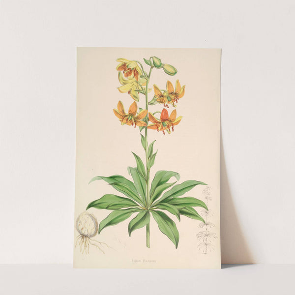 Lilium Hansoni by Walter Hood Fitch