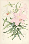 Lilium Japonicum