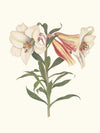 Lilium Japonicum.
