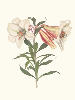 Lilium Japonicum.