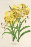 Lilium Leichtlinii